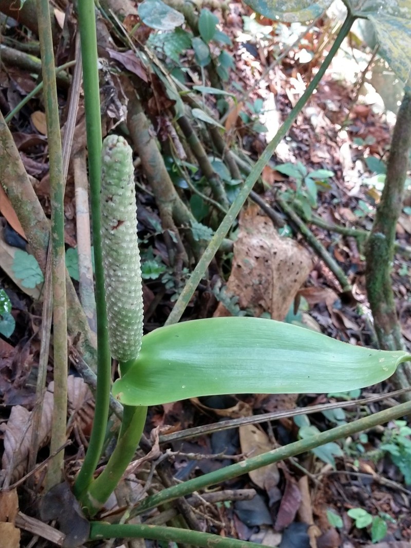 Anthurium sanctifidense photo 2