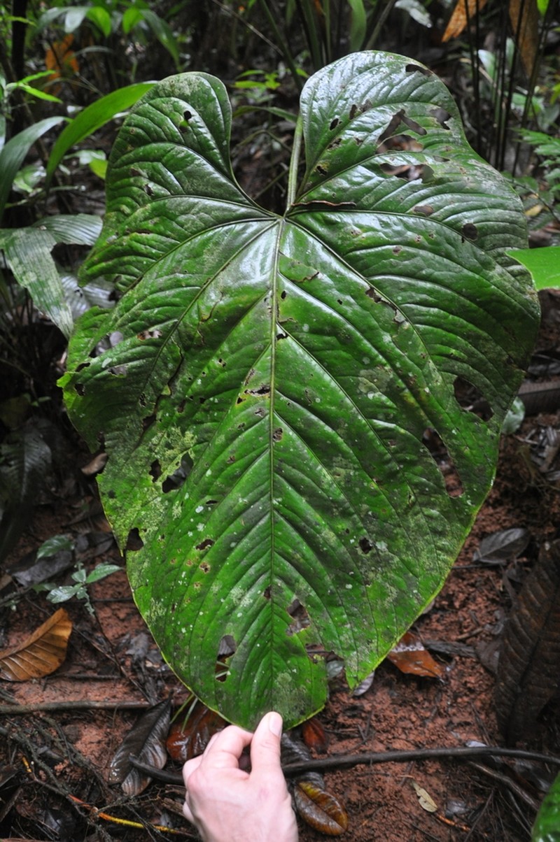 Anthurium sanctifidense photo 3
