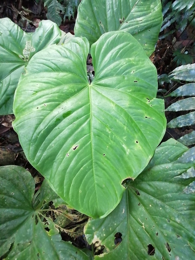Anthurium sanctifidense photo 4