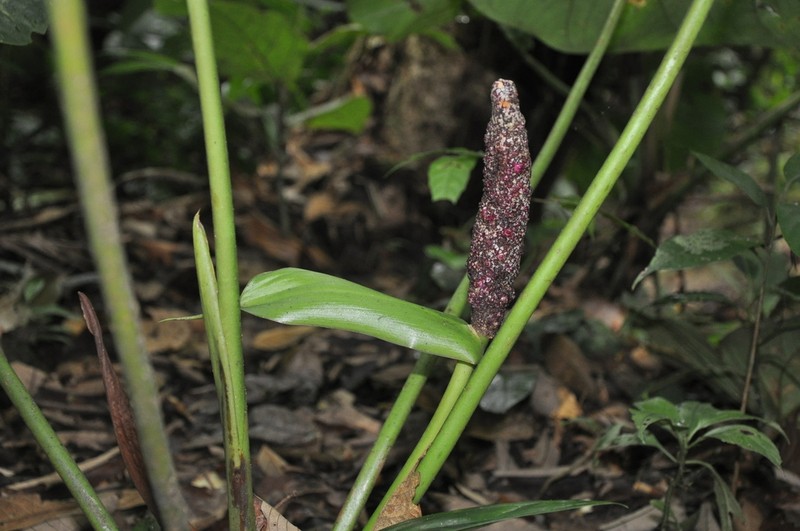 Anthurium sanctifidense photo 6
