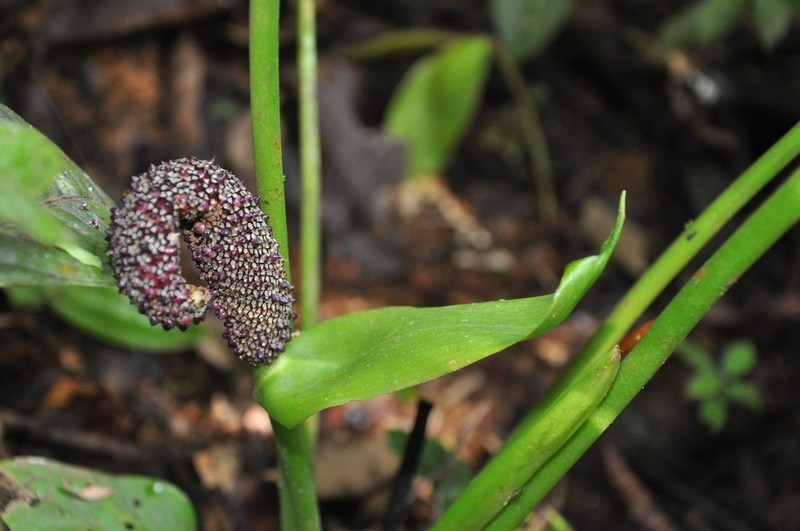 Anthurium sanctifidense photo 8