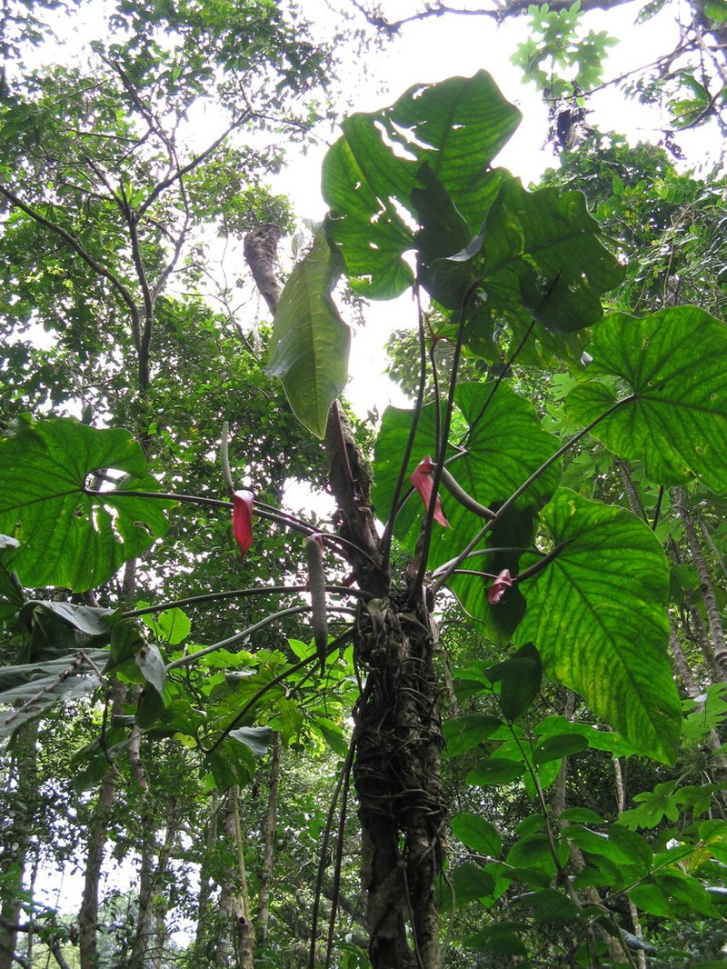 Anthurium sanguineum