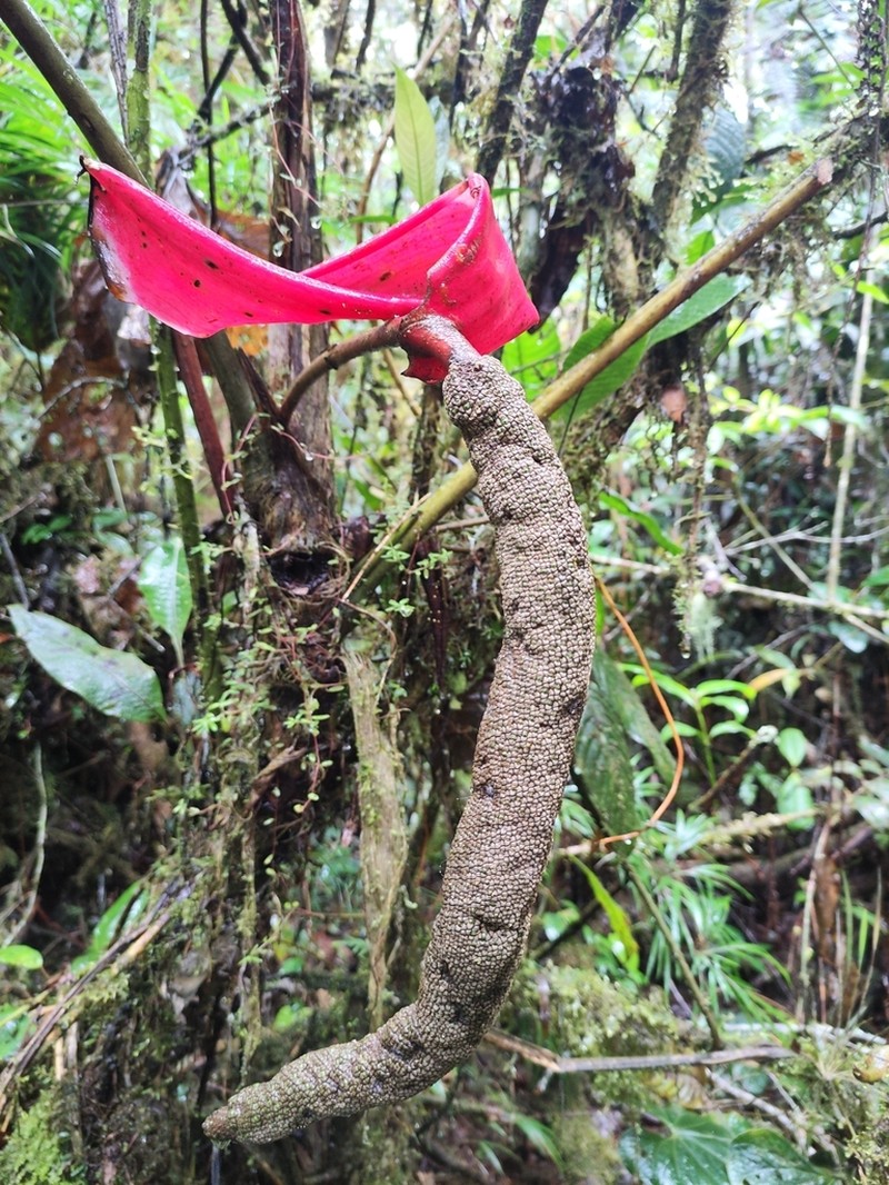 Anthurium sanguineum photo 2