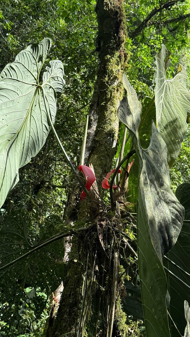 Anthurium sanguineum photo 3