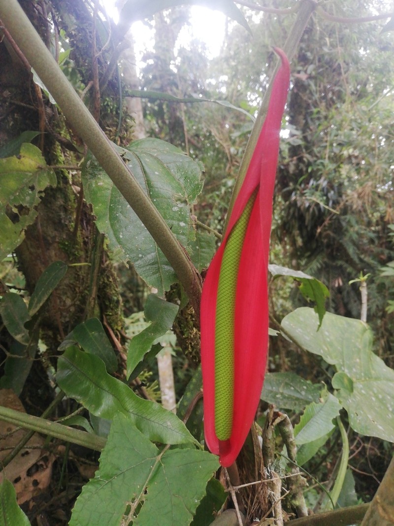 Anthurium sanguineum photo 4