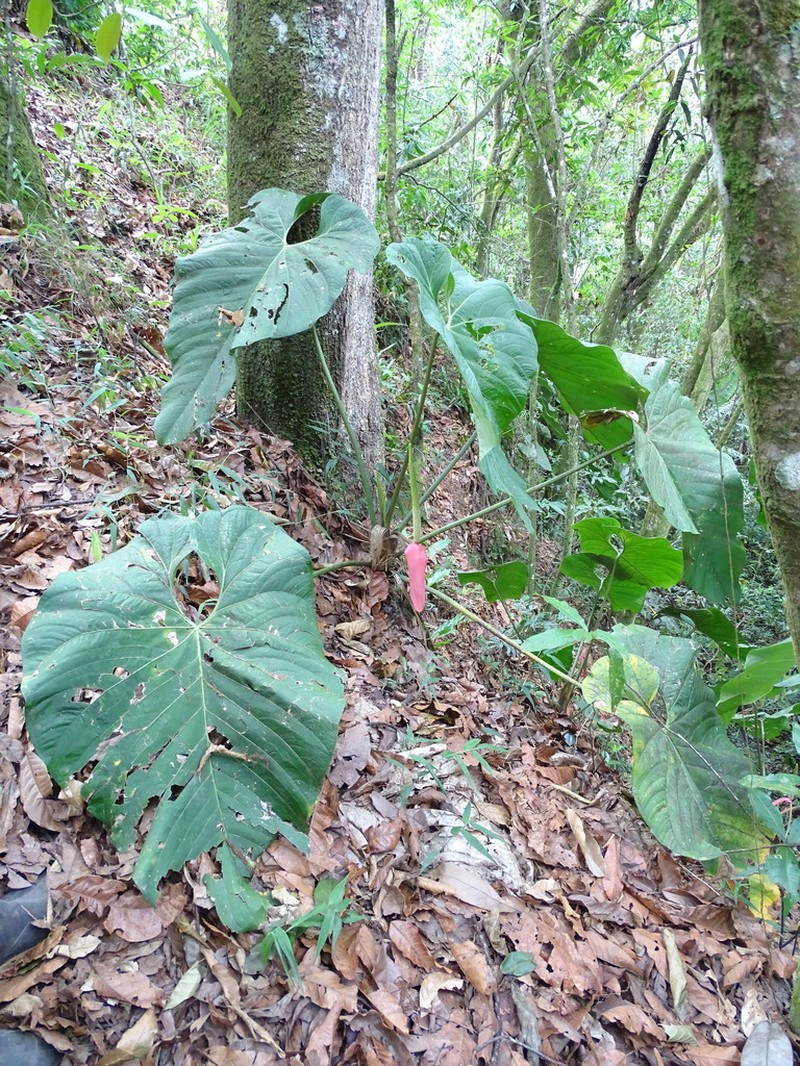 Anthurium sanguineum photo 5