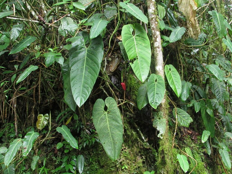Anthurium sanguineum photo 6