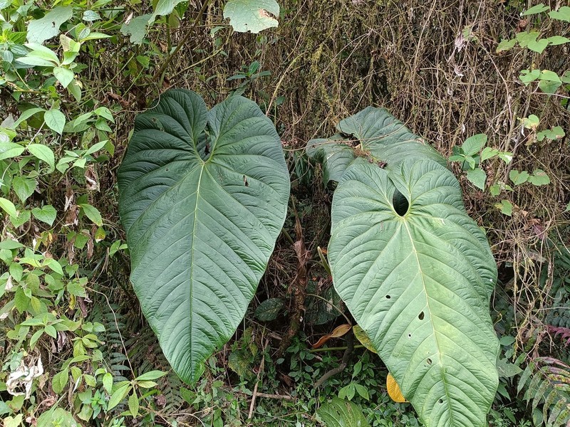 Anthurium sanguineum photo 7