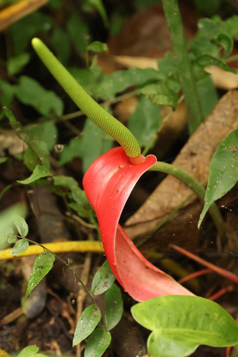 Anthurium sanguineum photo 8
