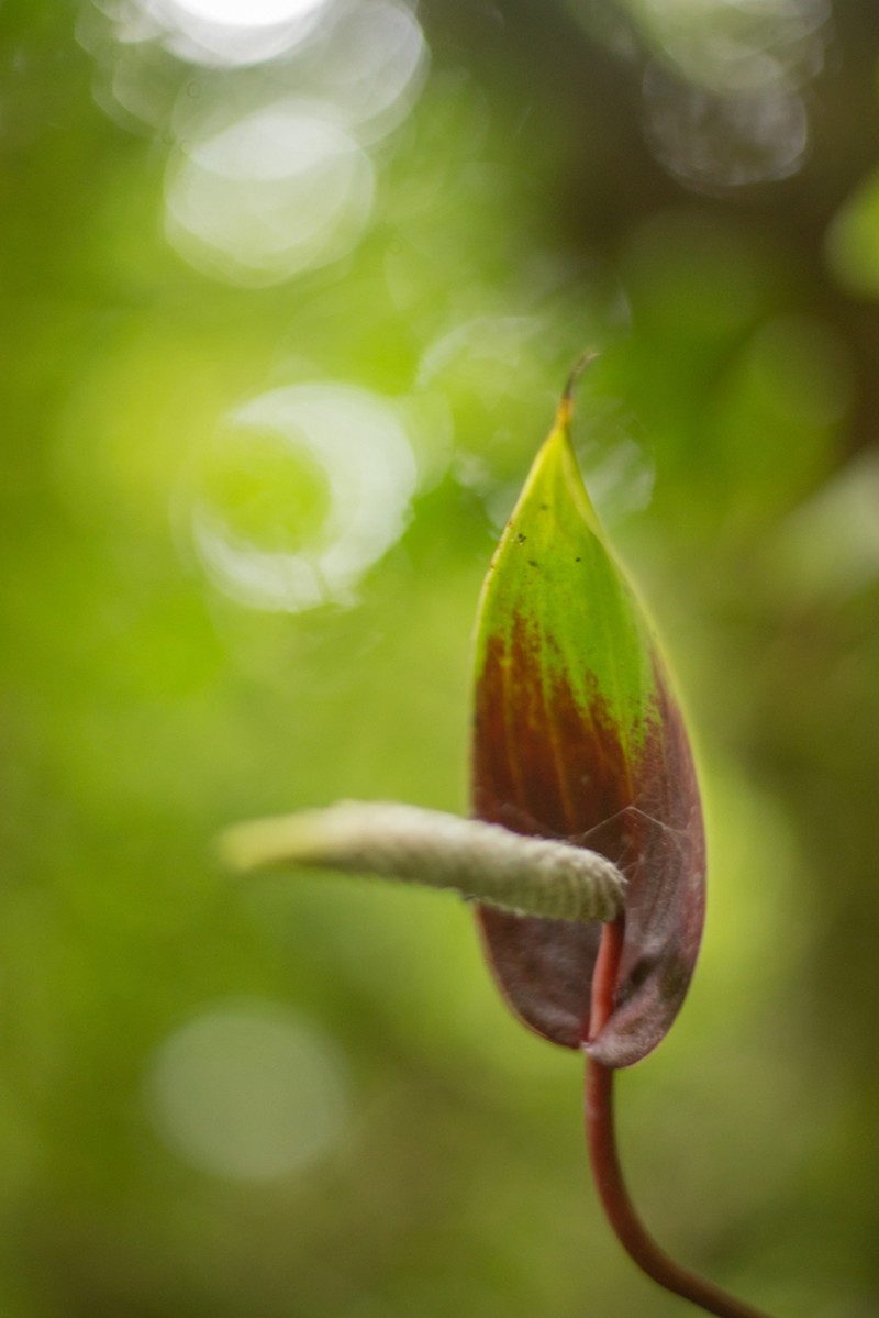 Anthurium sanjorgense