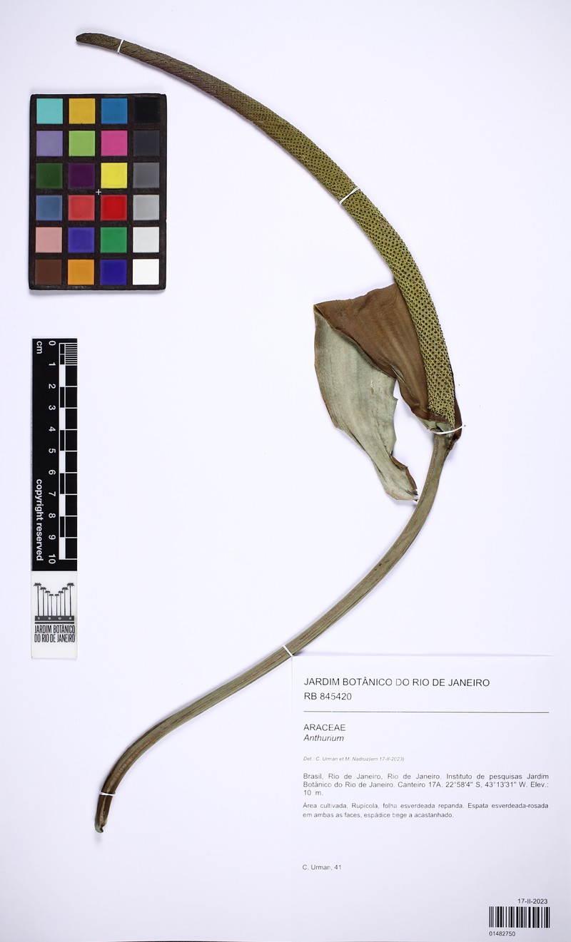 Anthurium santaritense photo 2