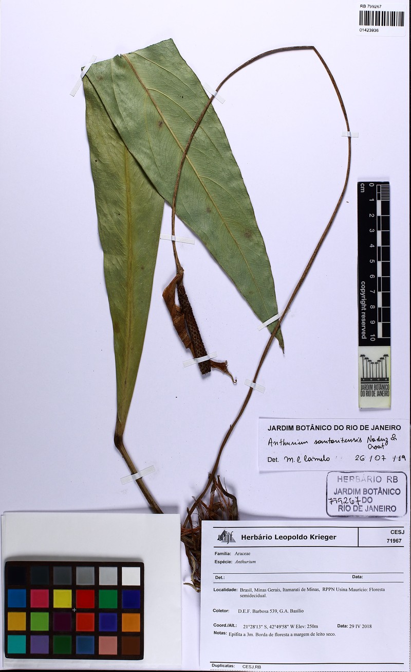 Anthurium santaritense photo 3