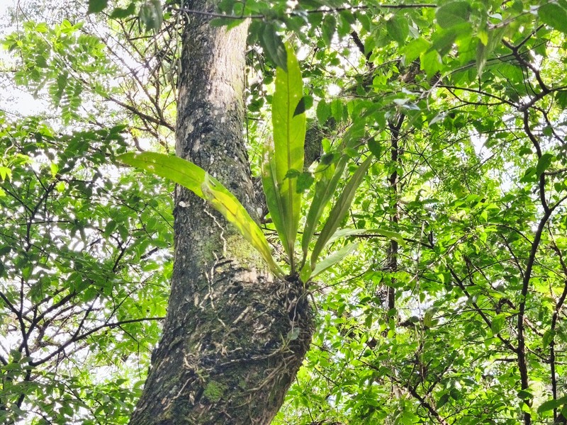 Anthurium santaritense photo 6