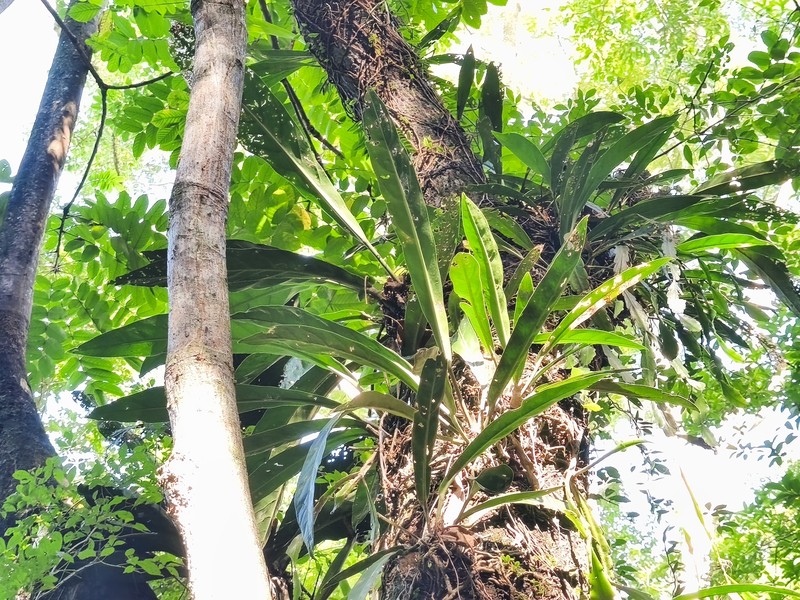 Anthurium santaritense photo 8