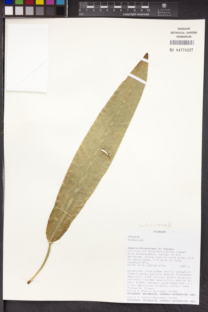 Anthurium santiagoense