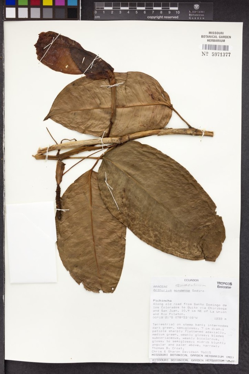 Anthurium sarmentosum photo 2