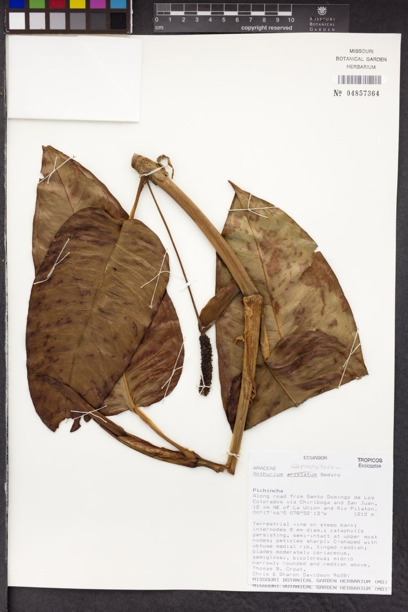 Anthurium sarmentosum photo 3