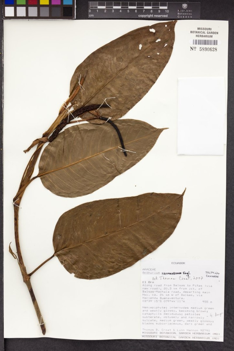 Anthurium sarmentosum photo 4