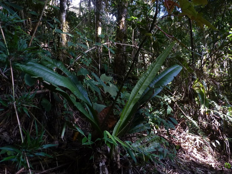 Anthurium sarukhanianum photo 2
