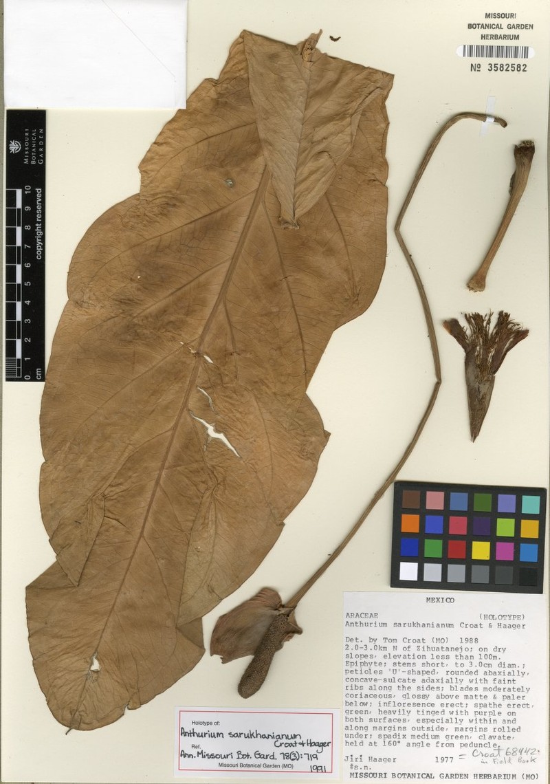 Anthurium sarukhanianum photo 3