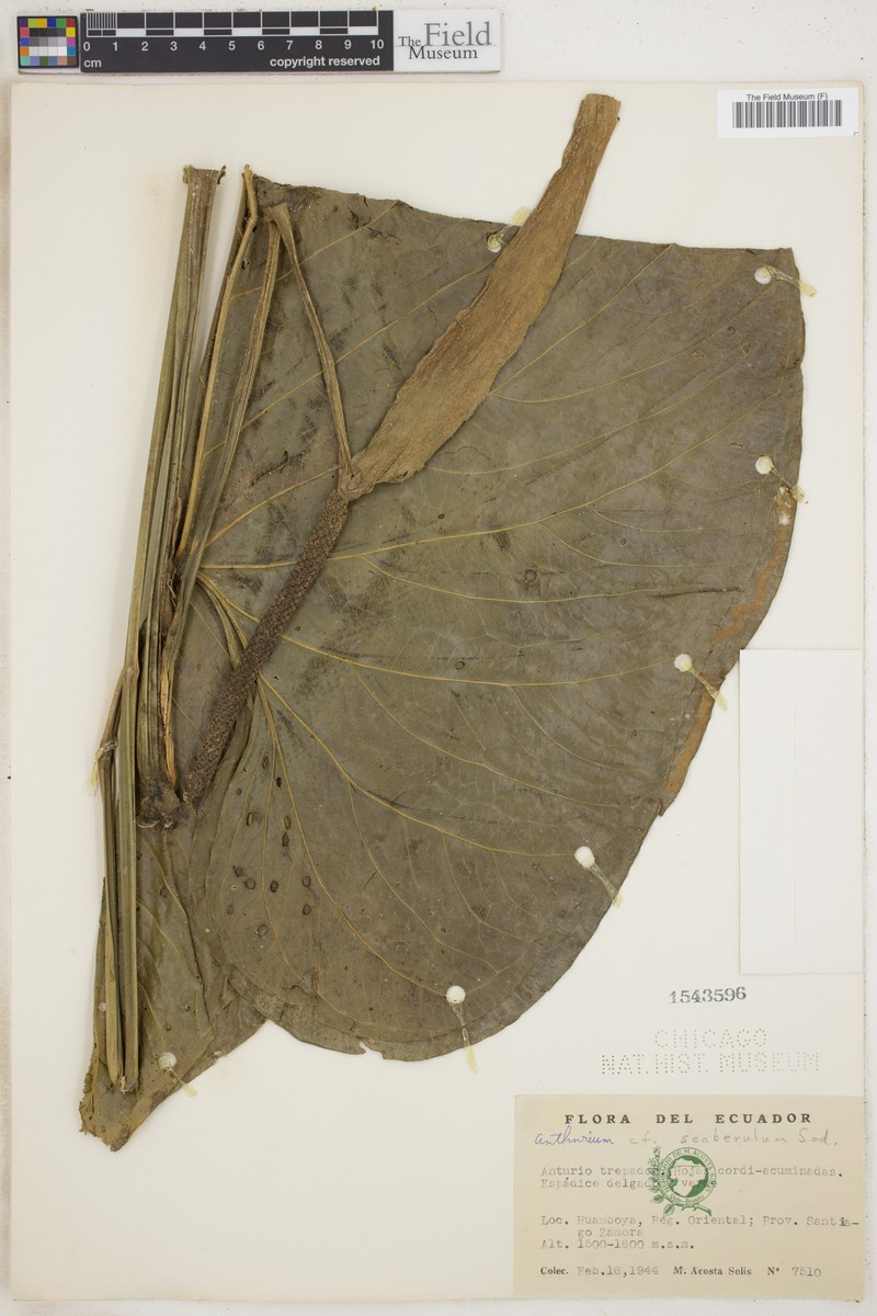 Anthurium scaberulum