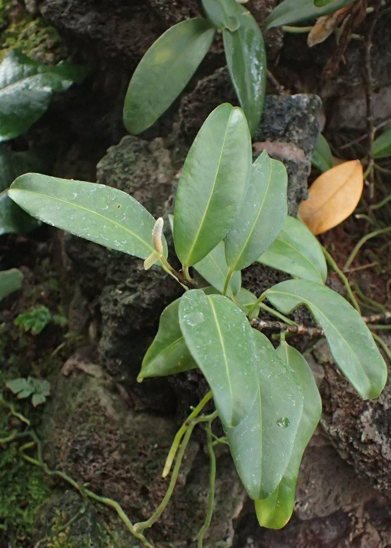 Pearl Laceleaf