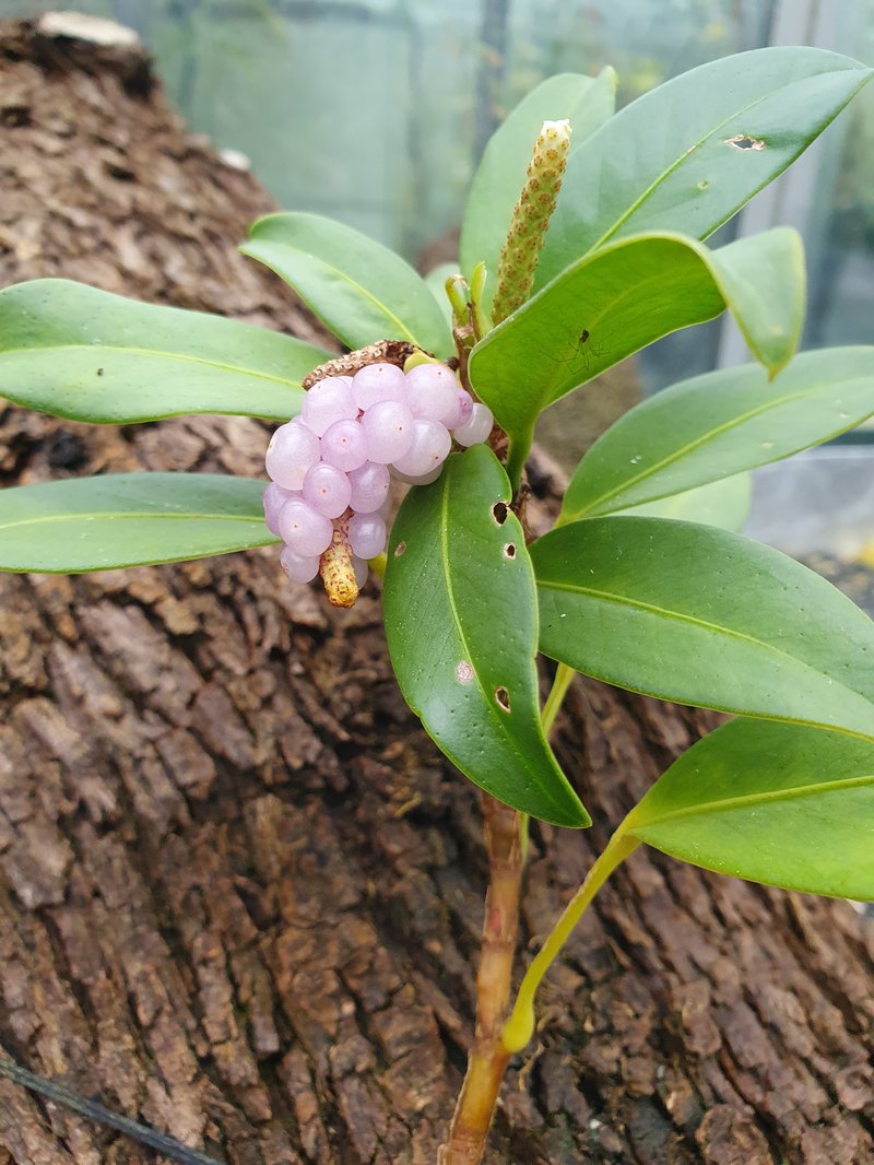 Pearl Laceleaf photo 2
