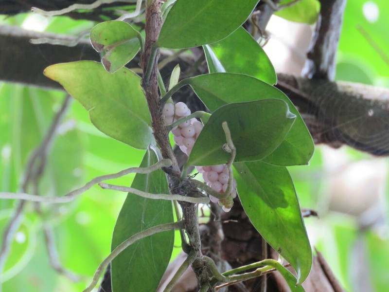 Pearl Laceleaf photo 4