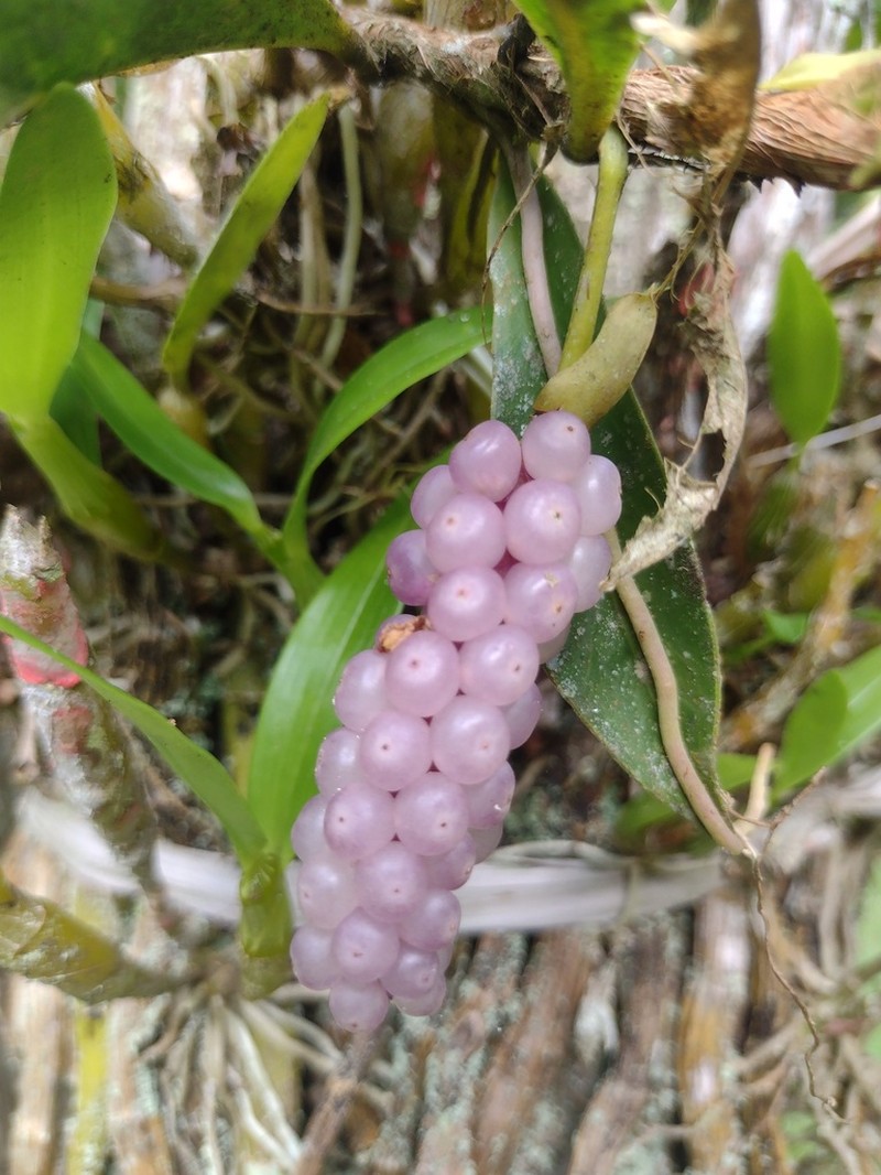 Pearl Laceleaf photo 5