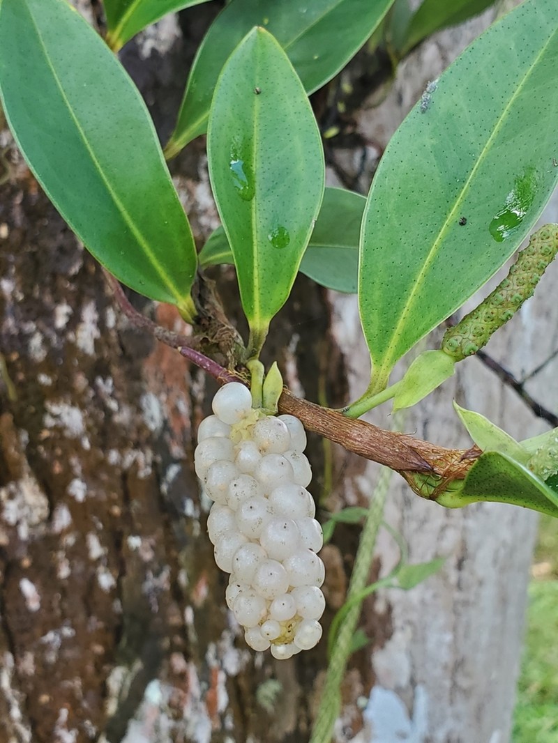 Pearl Laceleaf photo 7