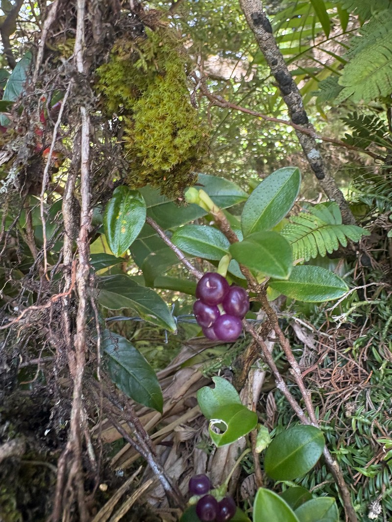 Anthurium scandens subsp. pusillum