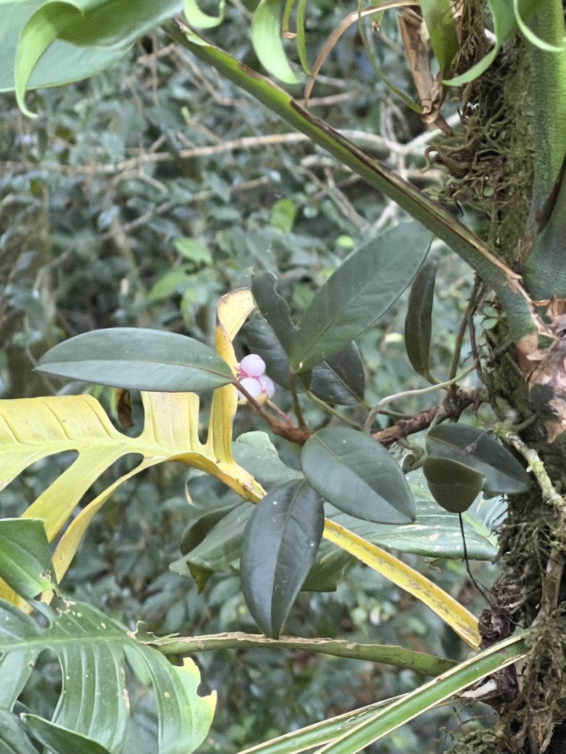 Anthurium scandens subsp. pusillum photo 2
