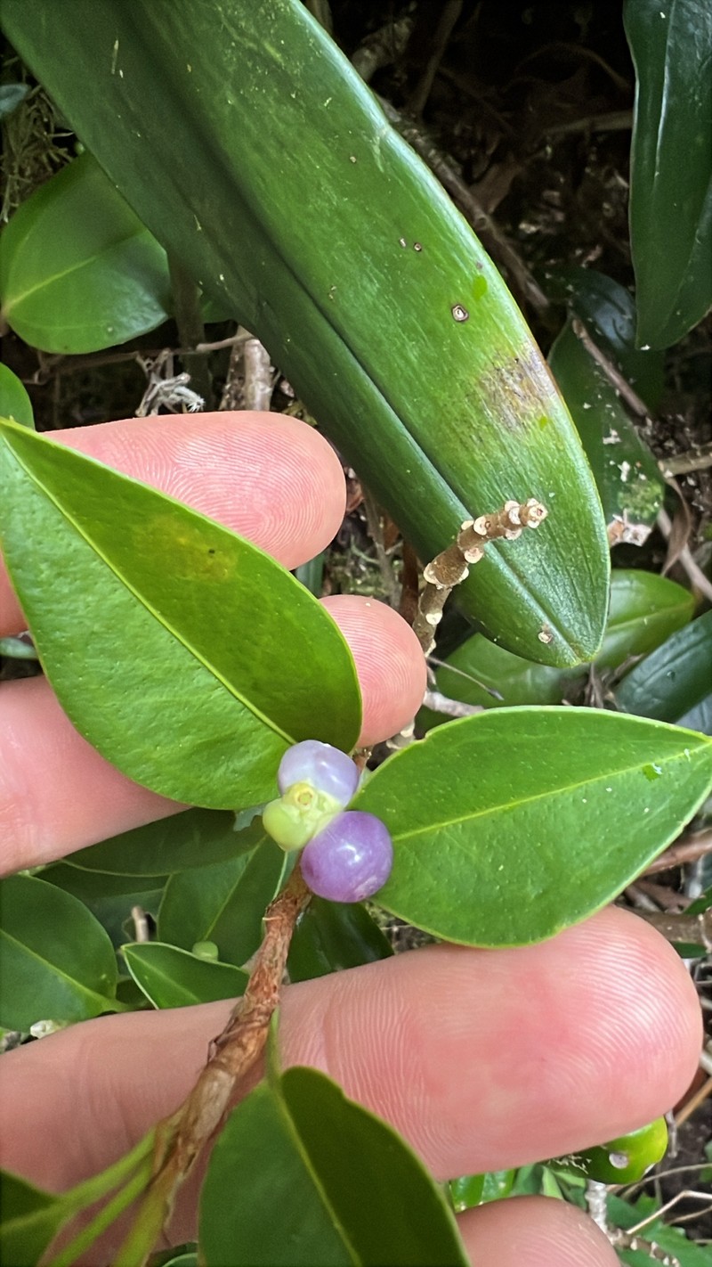 Anthurium scandens subsp. pusillum photo 3