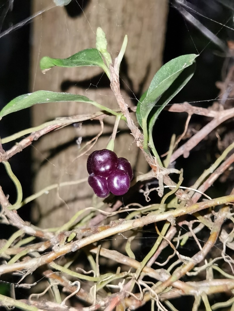 Anthurium scandens subsp. pusillum photo 4
