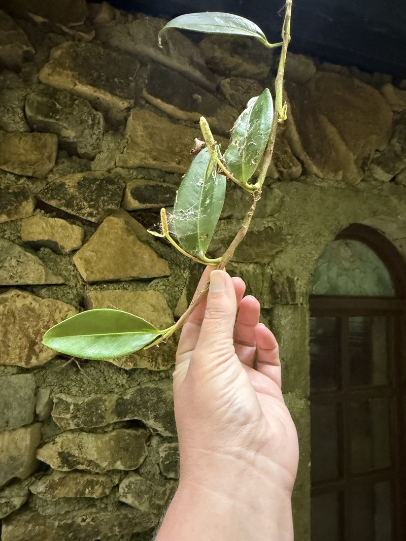 Anthurium scandens subsp. scandens photo 4