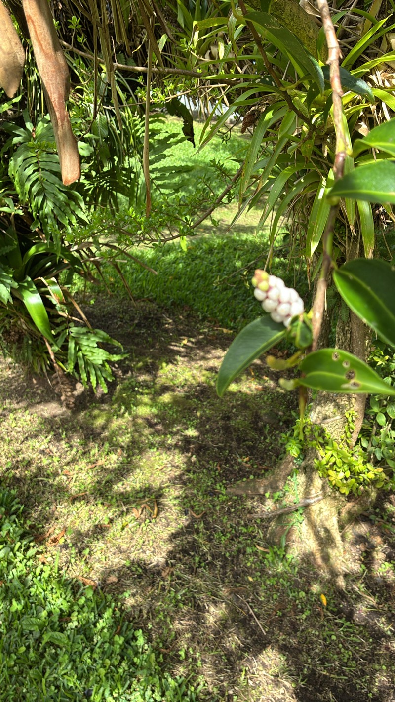 Anthurium scandens subsp. scandens photo 5