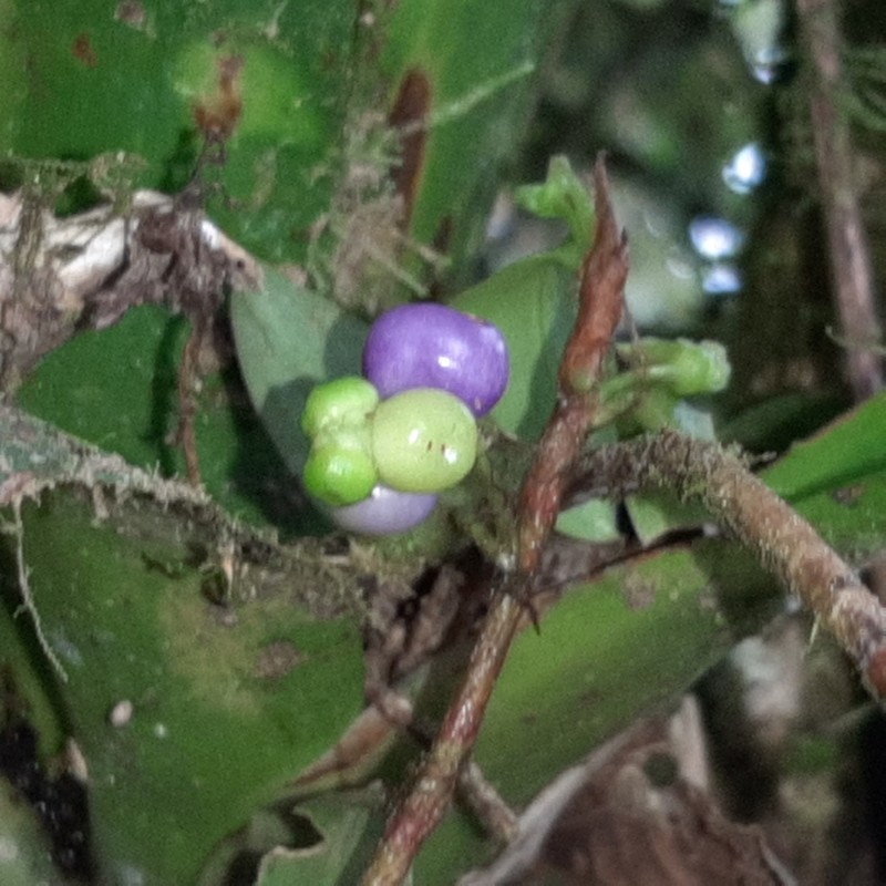 Anthurium scandens subsp. scandens