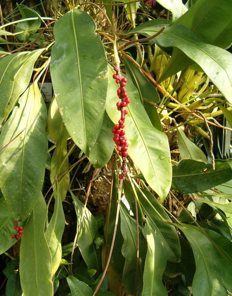 Anthurium scandens subsp. scandens photo 6