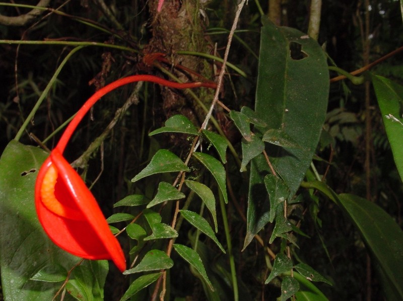 Anthurium scherzerianum photo 2
