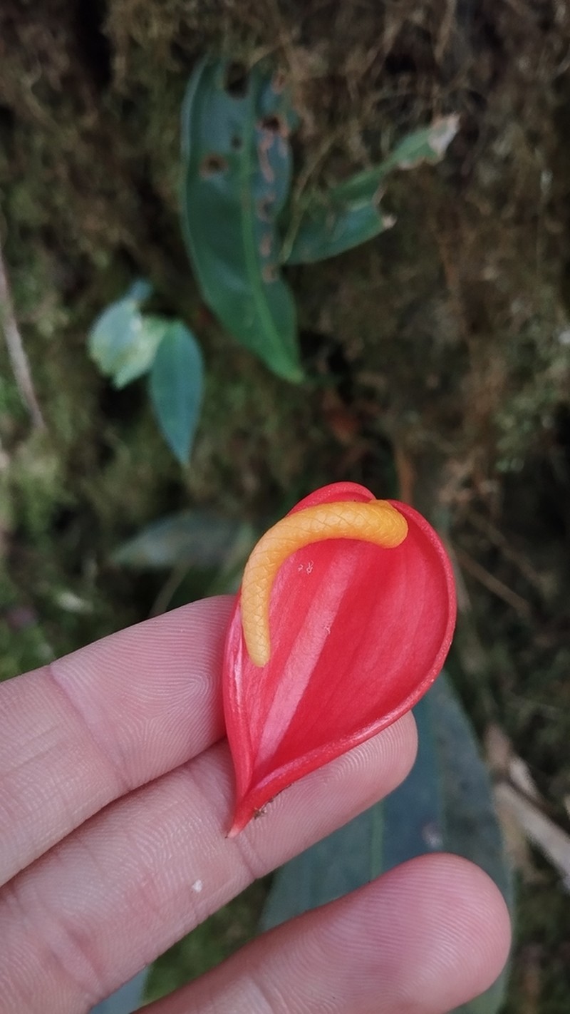 Anthurium scherzerianum photo 3