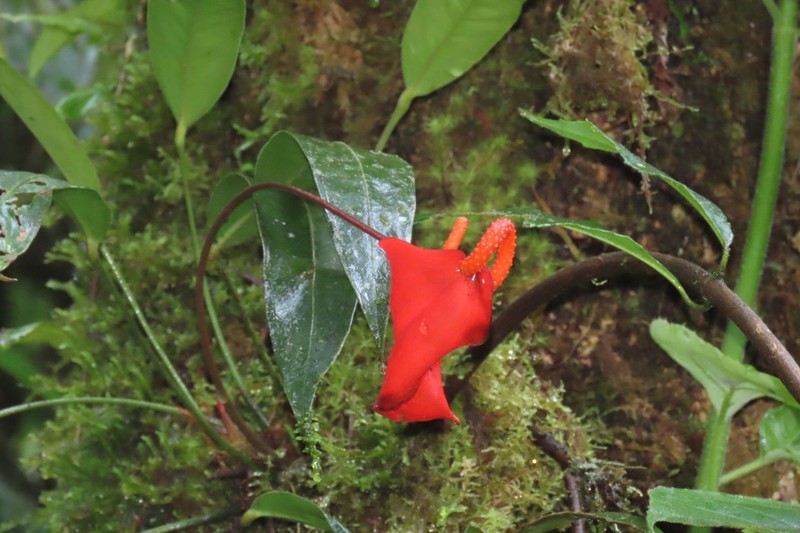 Anthurium scherzerianum photo 4