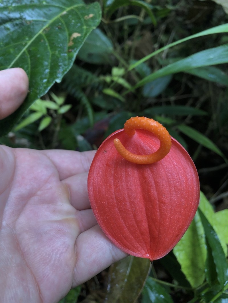 Anthurium scherzerianum photo 5