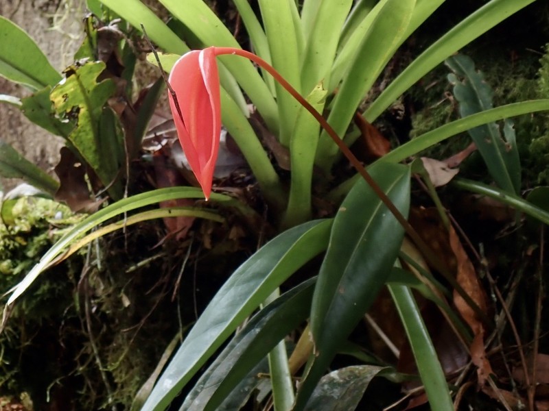 Anthurium scherzerianum photo 7