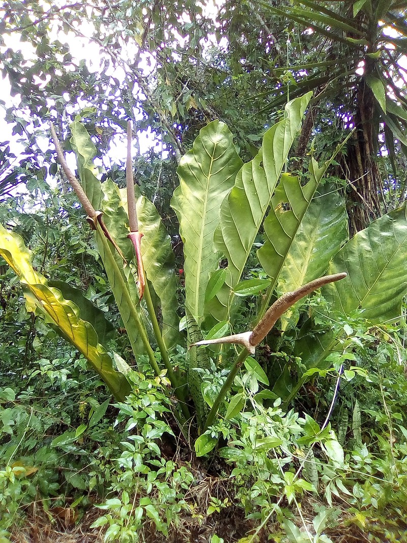 Anthurium schlechtendalii