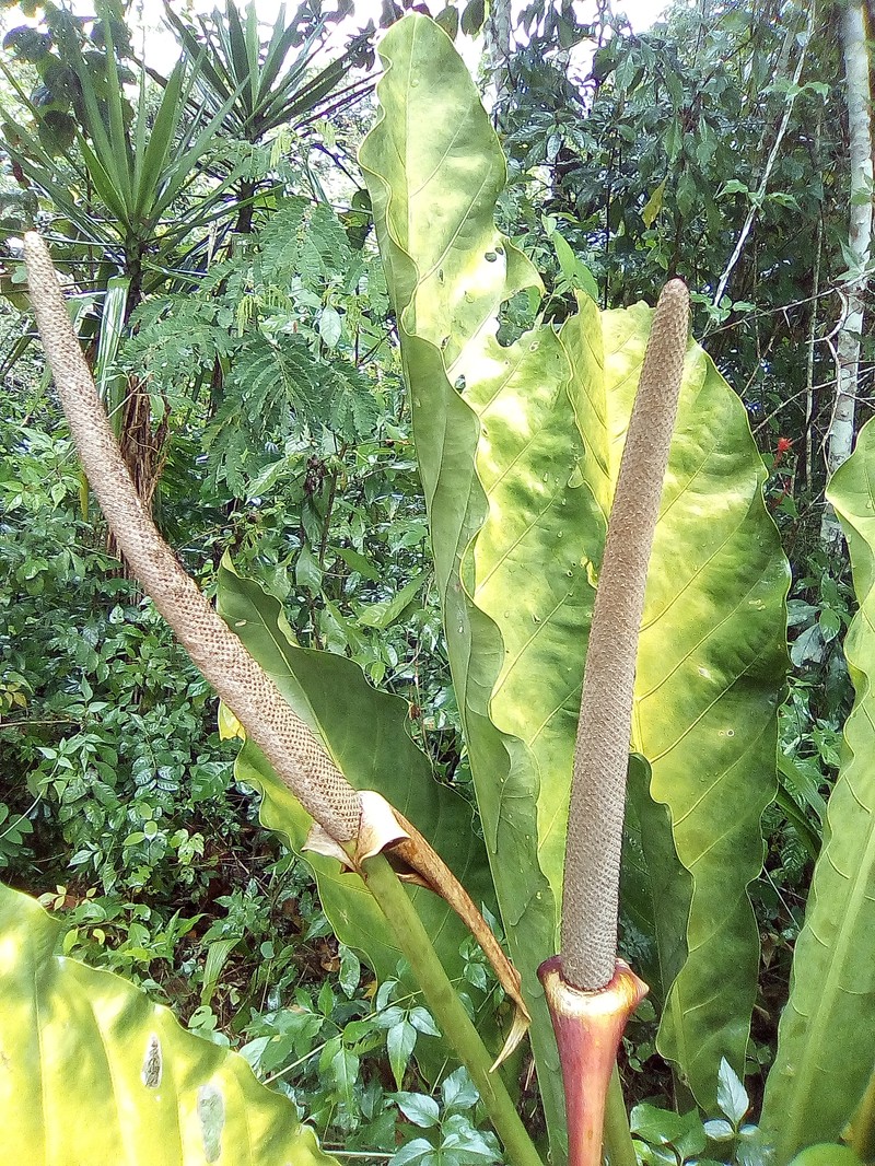 Anthurium schlechtendalii photo 2