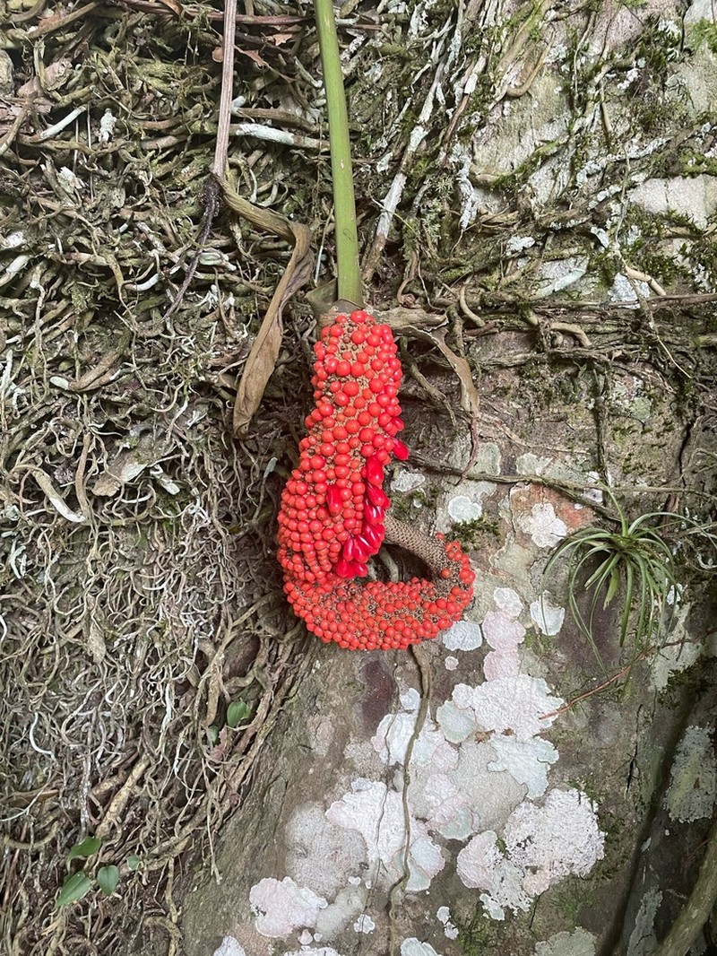 Anthurium schlechtendalii photo 6