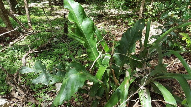Anthurium schlechtendalii photo 7