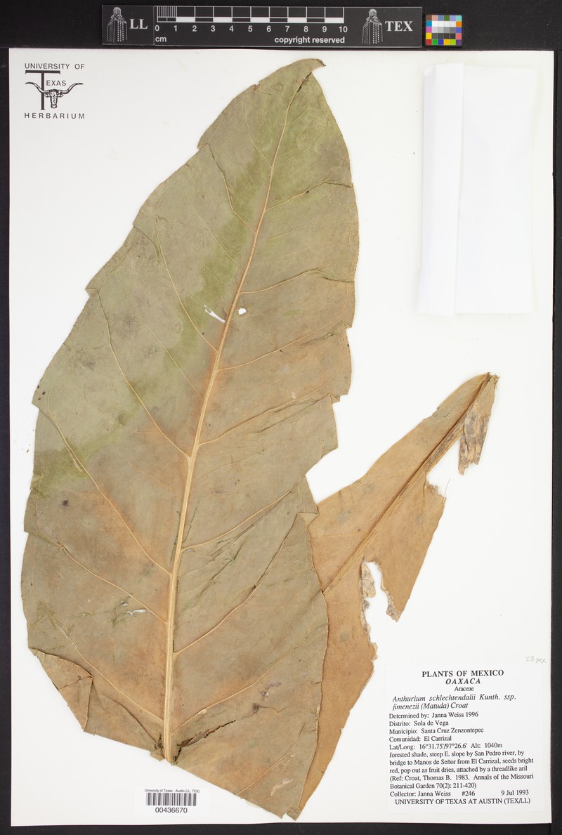 Anthurium schlechtendalii subsp. jimenezii