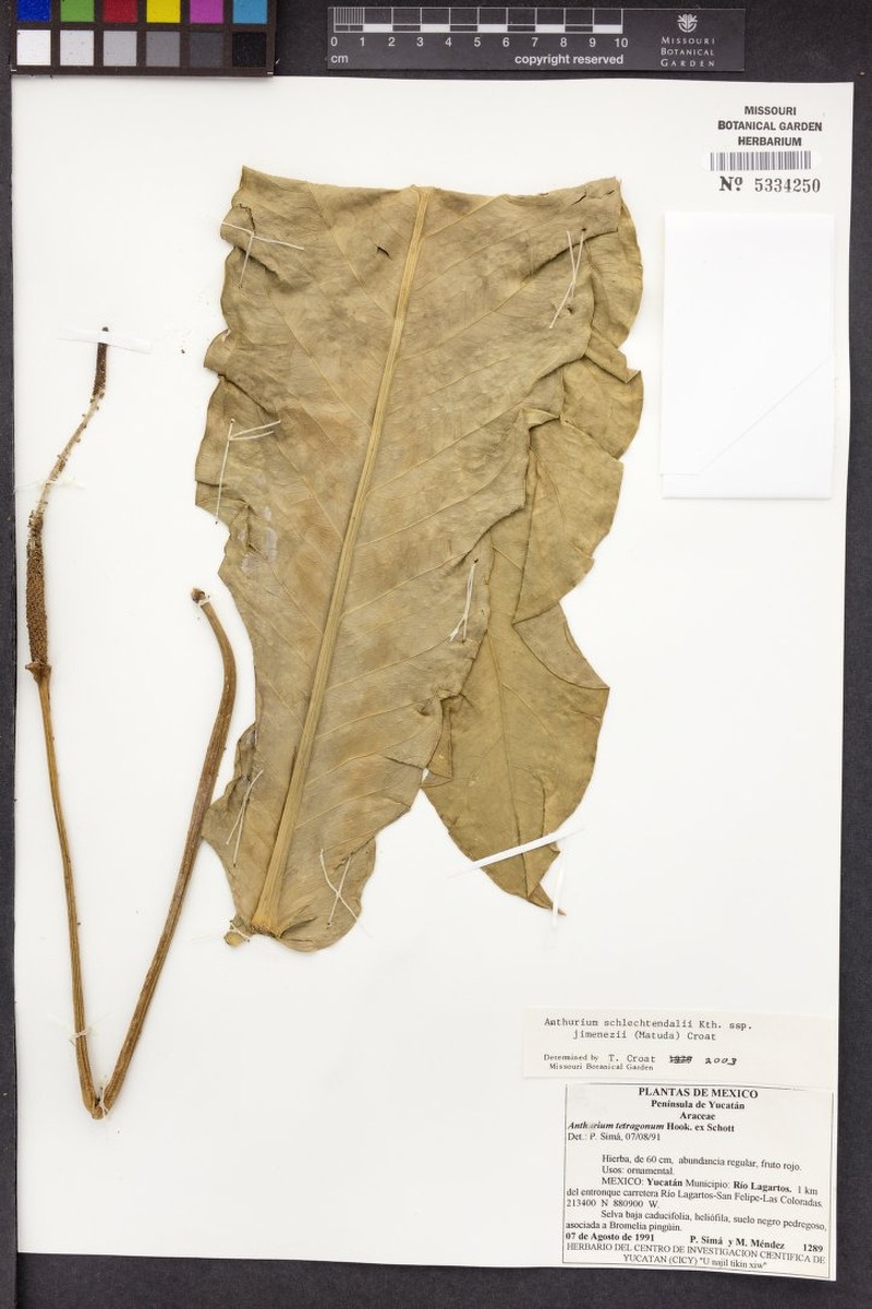 Anthurium schlechtendalii subsp. jimenezii photo 2