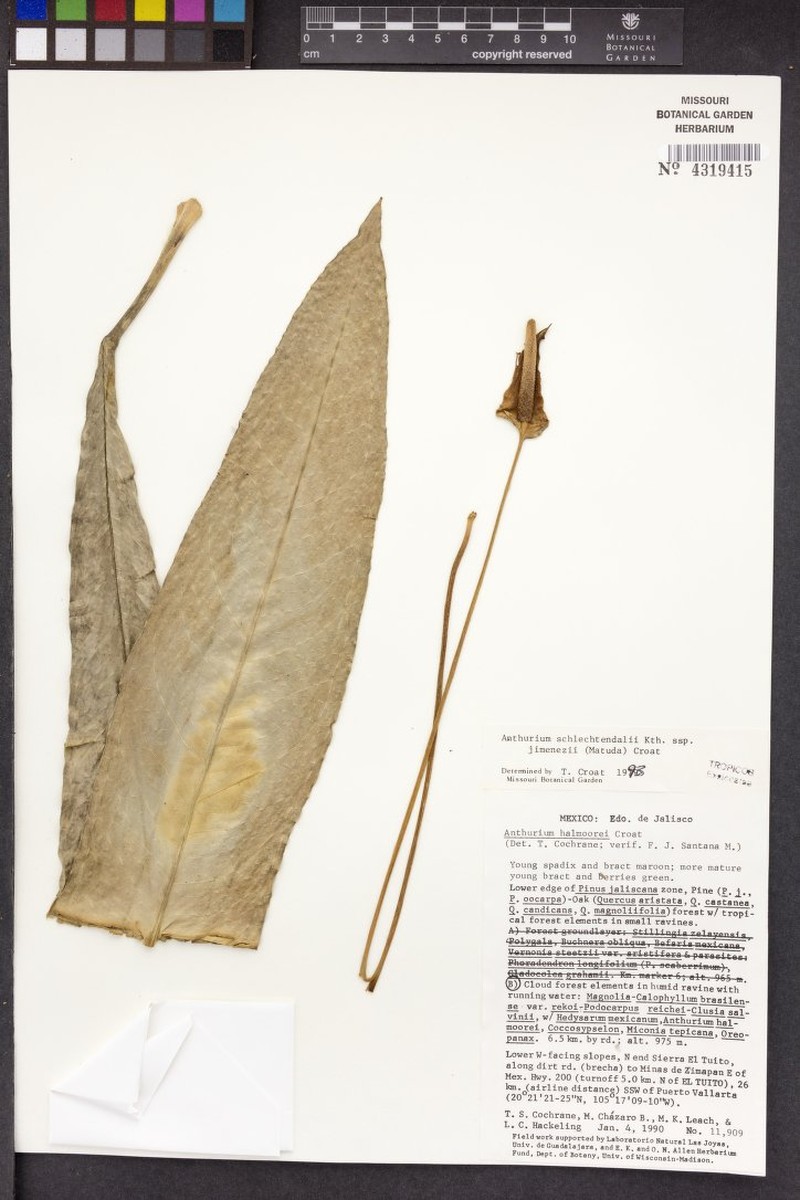Anthurium schlechtendalii subsp. jimenezii photo 3